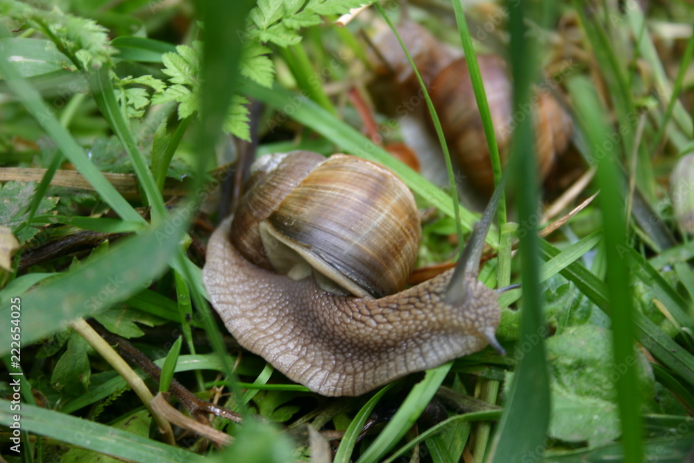 snail