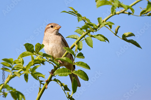 House sparrow sitting on a branch (Passer domesticus)