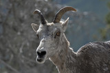 Mountain goat in Kananaskis Country