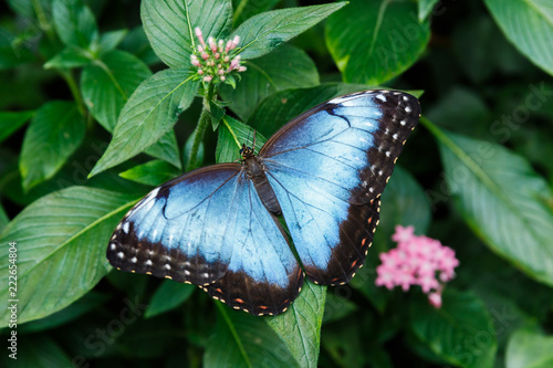 Blue morpho butterfly at La Paz Waterfall Gardens in Costa Rica