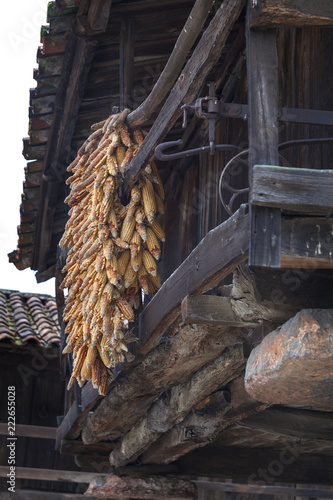 Cosecha de maíz secando en un hórreo de Asturias