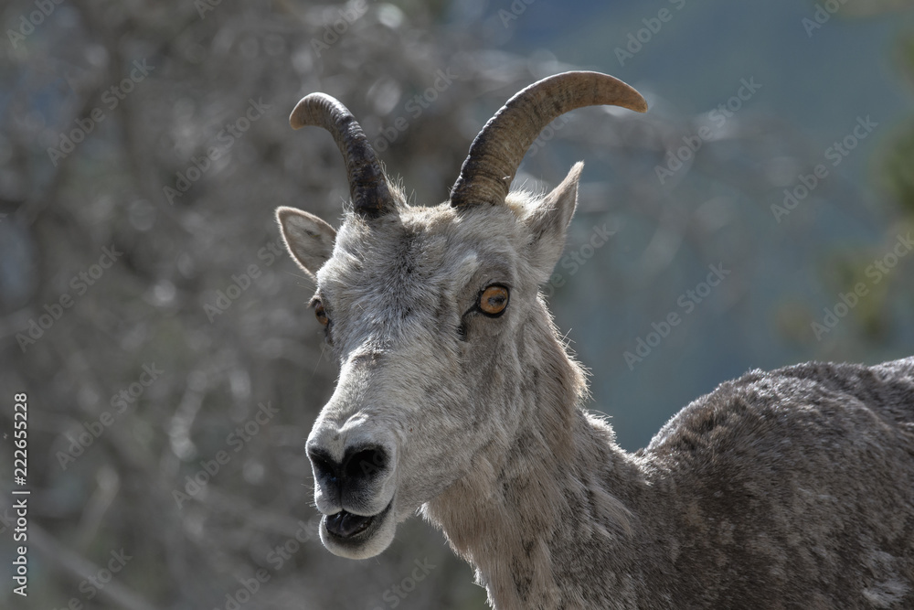 Mountain goat in Kananaskis Country Mountain goat in Kananaskis Country