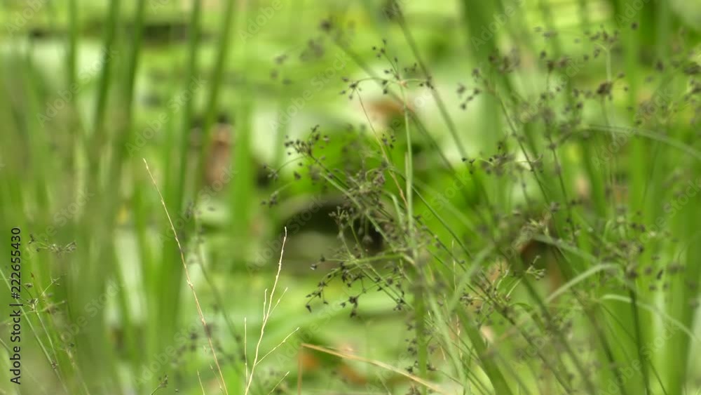 Vegetation. Green grass. Bushes and bush.Panning,Closeup, Vegetation. Green grass. Bushes and bush.Panning,Closeup,