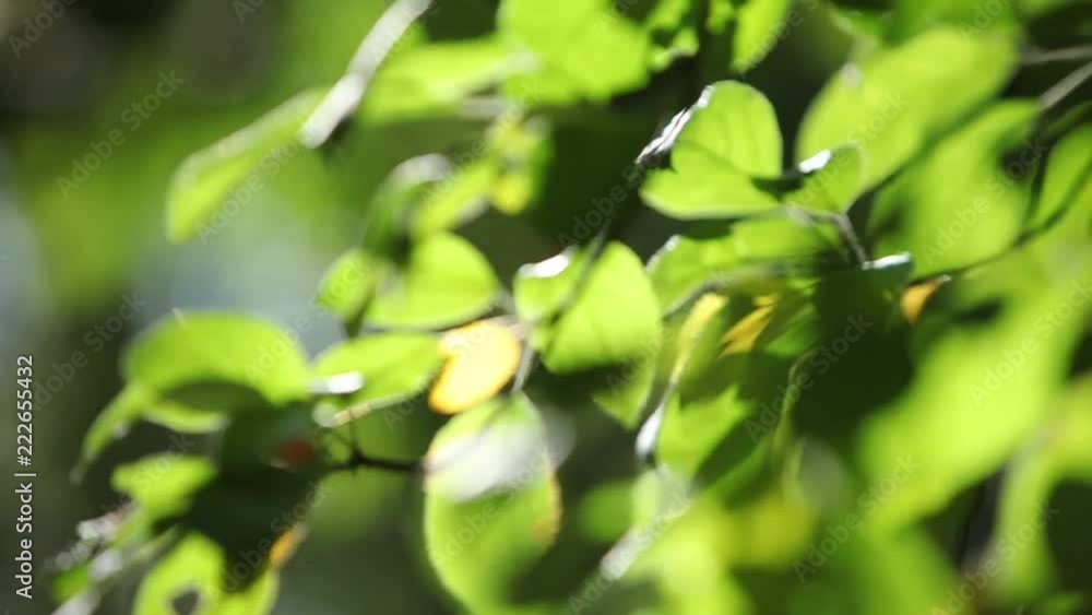 Leaves of a tree with bright summer sunlight Leaves of a tree with bright summer sunlight