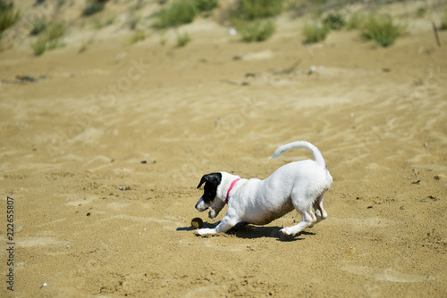 Fototapeta Naklejka Na Ścianę i Meble -  jack russel terrier dog running on a beach