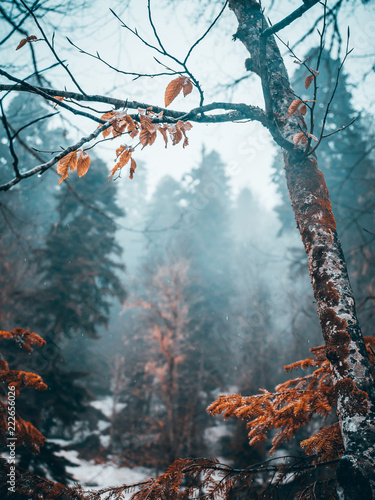 autumn forest in the fog