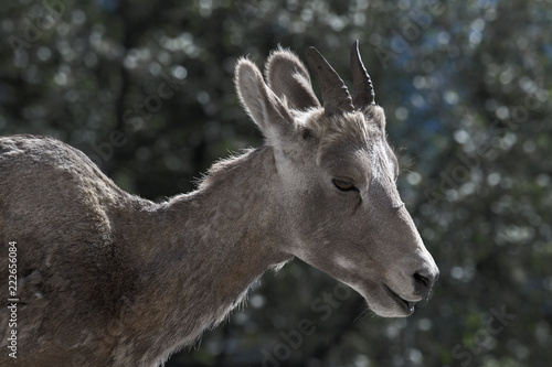 Mountain goat in Kananaskis Country