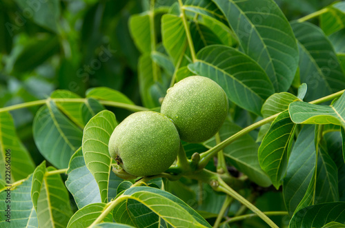 Walnuts in the tree.