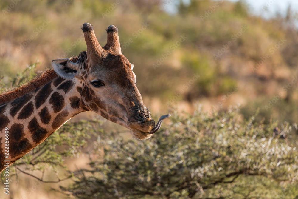 Obraz premium Giraffe