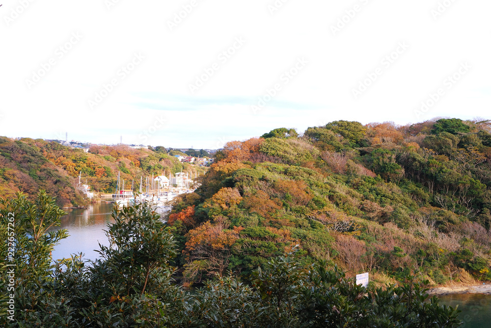 秋　紅葉　油壷湾　神奈川県三浦市三崎町小網代の風景　日本