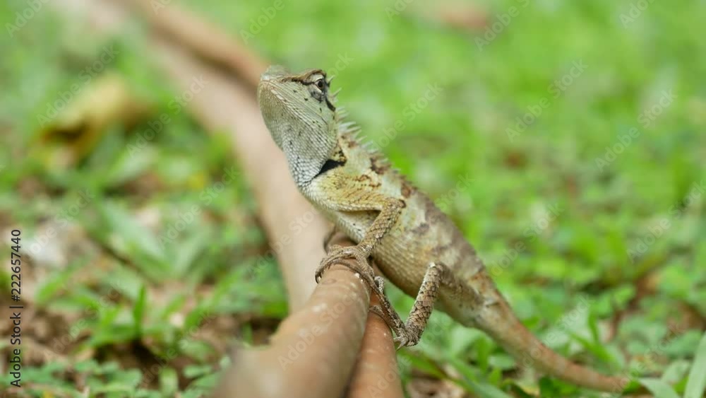 chameleon sitting on dry brown long leaf on green grass field , eye look around for beware any danger and look for eating food chameleon sitting on dry brown long leaf on green grass field , eye look around for beware any danger and look for eating food