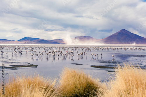 Flamingo Colony in shallow Lake with Mountains in Background in Bolivia