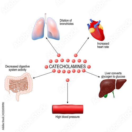 stress response system photo