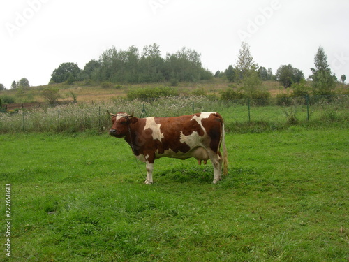 Krowa czerwonaw piałe łaty na zielonej trawie, Zakopane, Polska