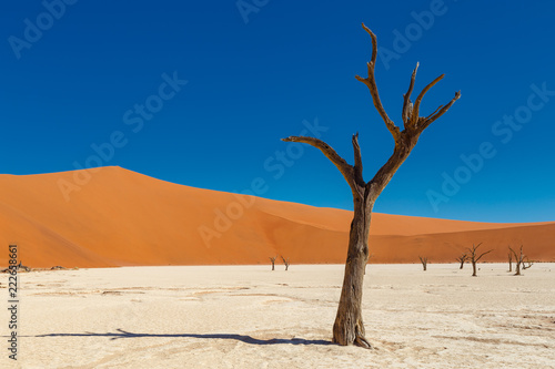 Deadvlei Trees in Sossusvlei  Namibia Africa
