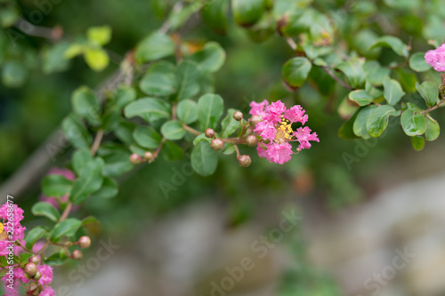 Flowers on a tree branch in the autumn day