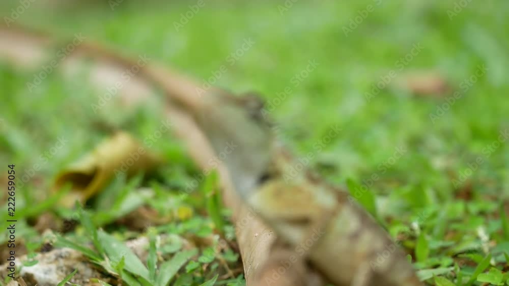 focus and not focus chameleon sitting on dry brown long leaf on green grass field , eye look around for beware any danger and look for eating food focus and not focus chameleon sitting on dry brown long leaf on green grass field , eye look around for beware any danger and look for eating food