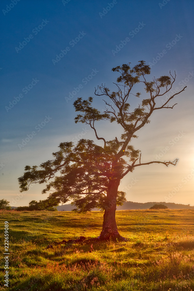 Moody vertical photo of a single windblown tree in a meadow with the golden light of sunset creating a glow on it and the grass below with a blue sky