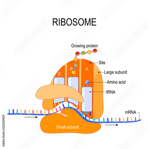 Anatomy of a ribosome. The Interaction of a Ribosome with mRNA.