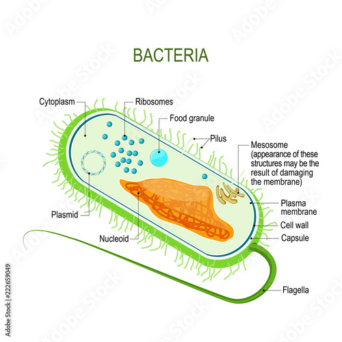 Structure of a bacterial cell. Anatomy of the prokaryote. unicellular organism