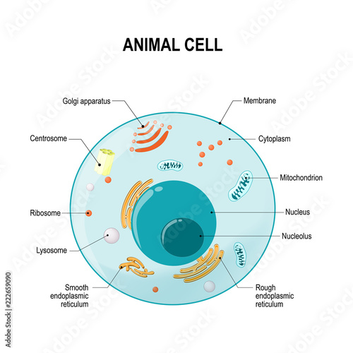 Anatomy of animal cell