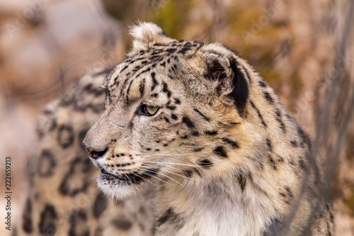 Snow Leopard Closeup
