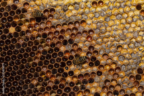 Working bee on honeycomb © jbphotographylt