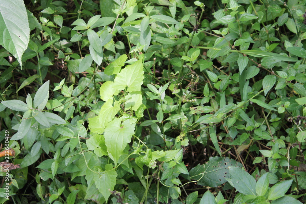 BaliUndergrowth BaliUndergrowth