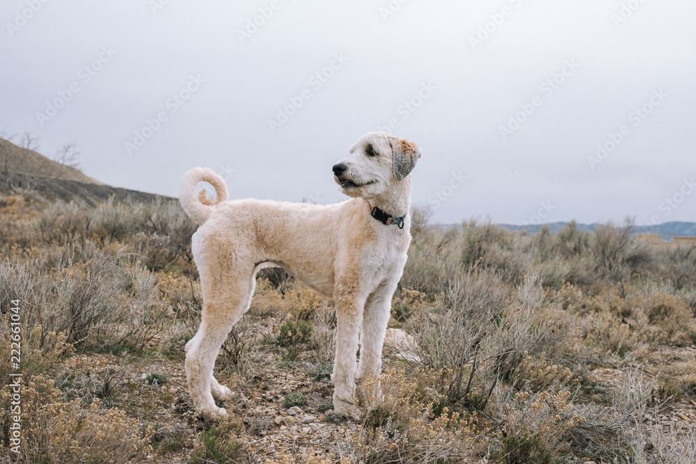 Dog Standing in a Field in the Spring Dog Standing in a Field in the Spring