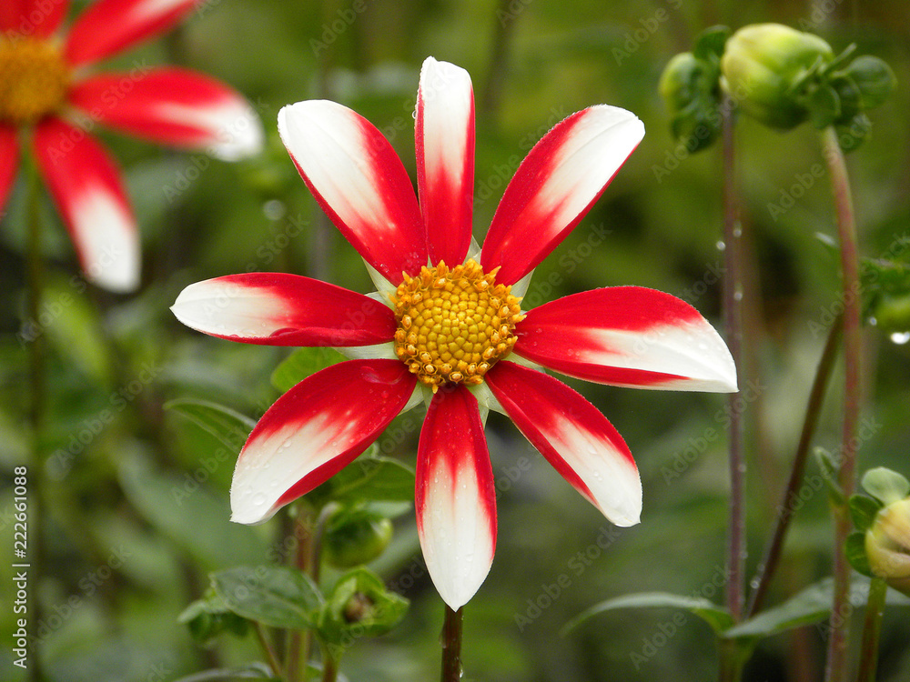 Fototapeta premium Red and white dahlia