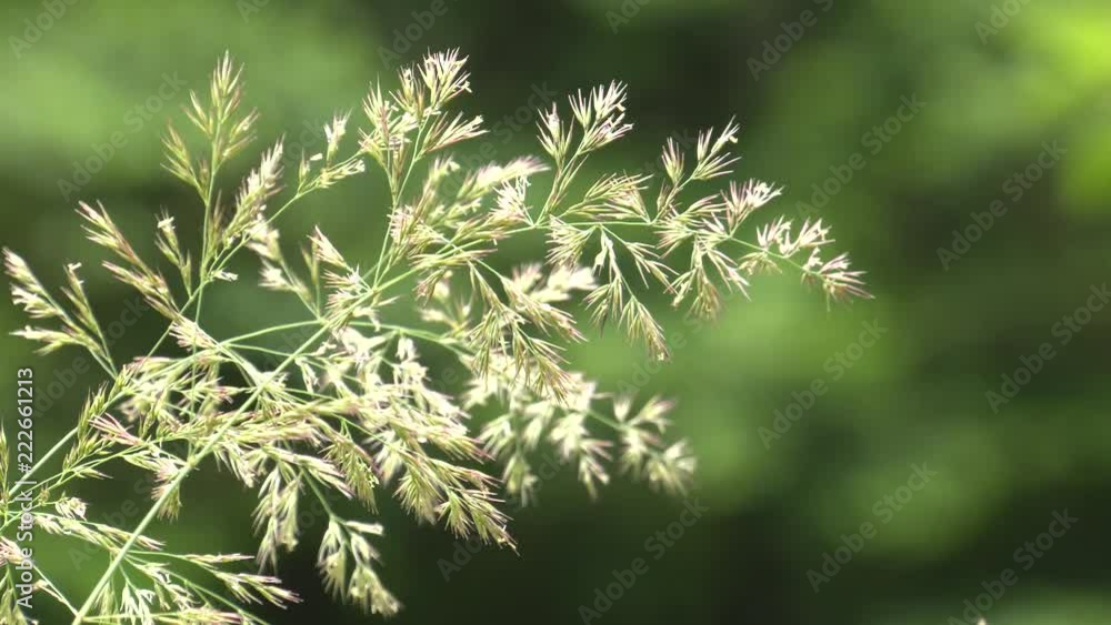 Vegetation. Green grass. Bushes and bush.Panning,Closeup, Vegetation. Green grass. Bushes and bush.Panning,Closeup,