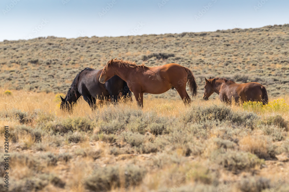 Naklejka premium wild mustangs on Wyoming prairie
