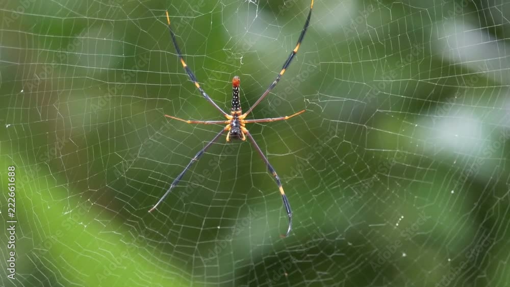 yellow black spider with white spot and red on bottom sitting on cobweb waiting for bait food. Spiderweb move by soft wind with green background. yellow black spider with white spot and red on bottom sitting on cobweb waiting for bait food. Spiderweb move by soft wind with green background.