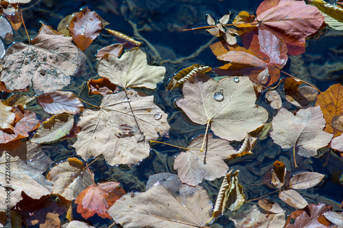 Leaves Floating on the Lake