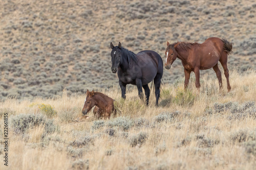 wild mustangs on Wyoming prairie