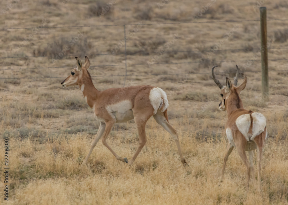 Wild Pronghorn Antelope in late summer Wyoming prairie Wild Pronghorn Antelope in late summer Wyoming prairie