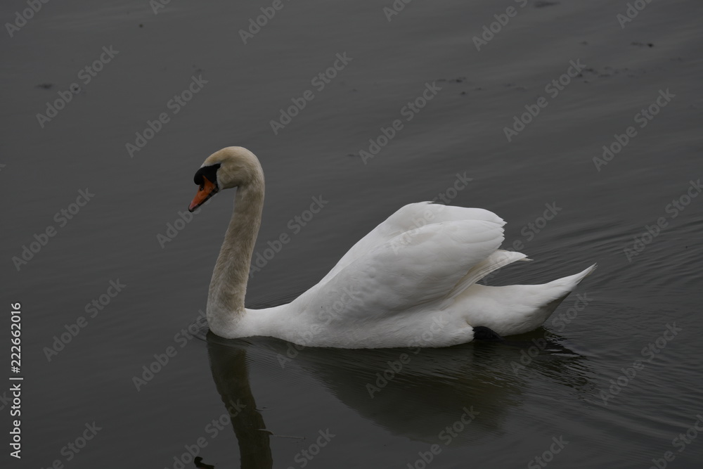 Fototapeta premium Schwan