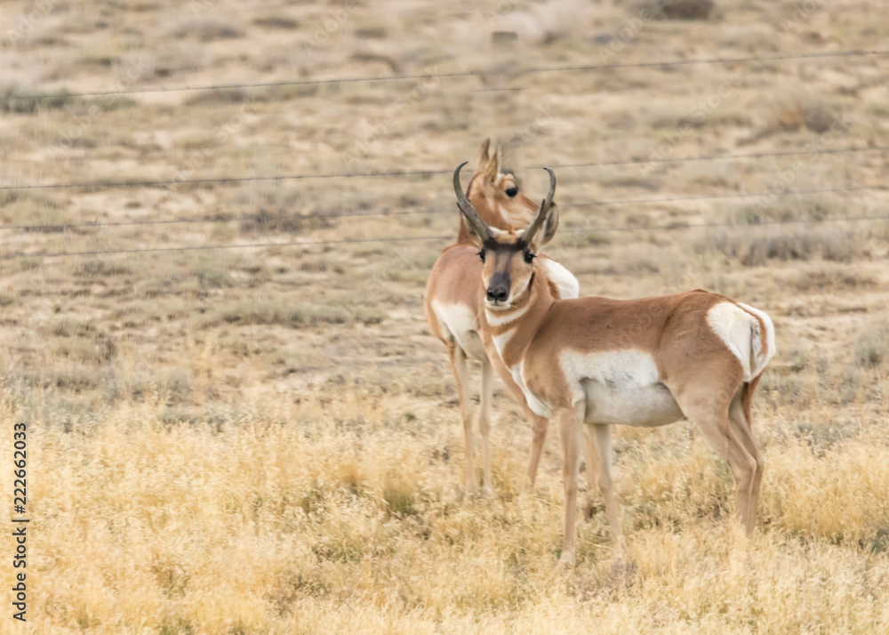 Wild Pronghorn Antelope in late summer Wyoming prairie Wild Pronghorn Antelope in late summer Wyoming prairie
