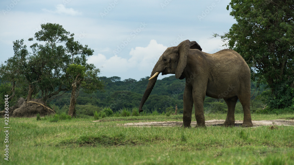 Elephant in the wild during the green season