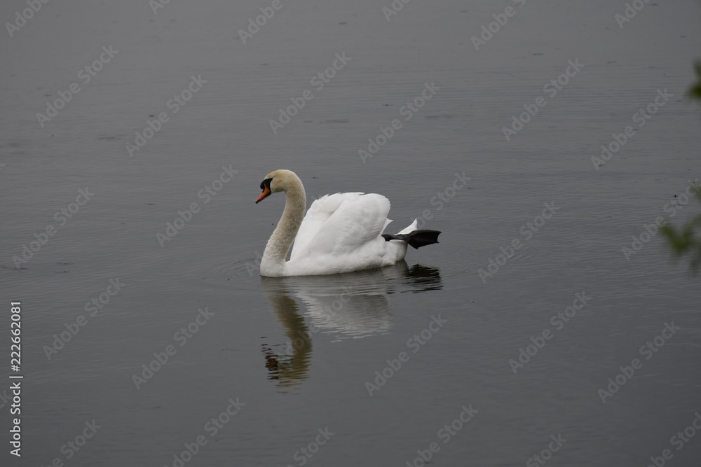 Schwan Schwan
