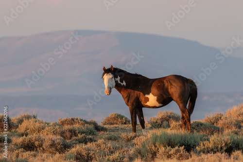 Majestic Wild Horse