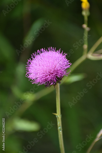 Purple Colored Flower