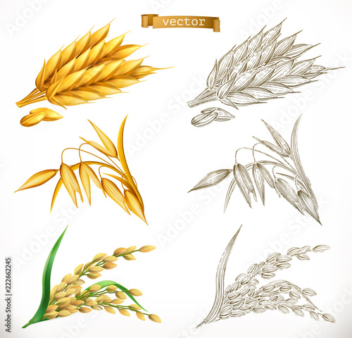 Ears of wheat, oats, rice. 3d realism and engraving styles. Vector illustration