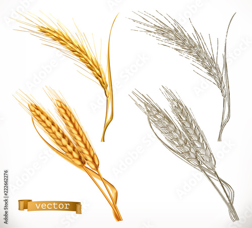 Ears of wheat. 3d realism and engraving styles. Vector illustration