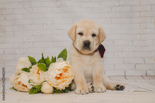 палевый щенок с красным галстуком и цветами
