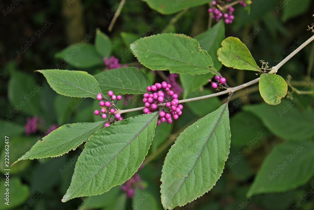 Liebesperlenstrauch (Callicarpa giraldii) mit Früchten Stock Photo | Adobe  Stock