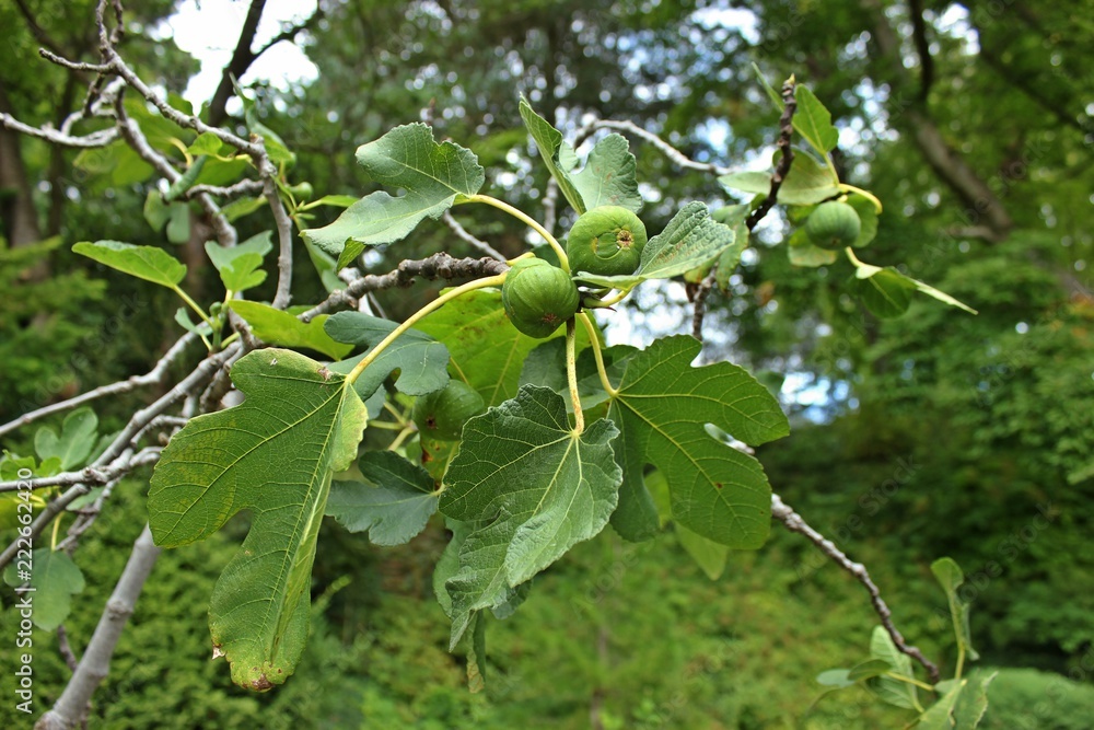 Fototapeta premium Feigenbaum (Ficus carica) mit Feigen