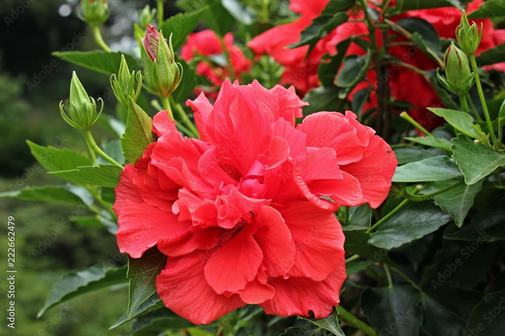 Chinesischer Hibiskus (Hibiscus rosasinensis), rote gefüllte Blüte