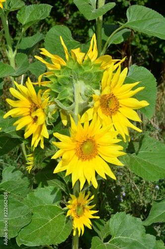 Fototapeta Naklejka Na Ścianę i Meble -  Eine Sonnenblume mit vielen Blüten auf dem grünen Feld 