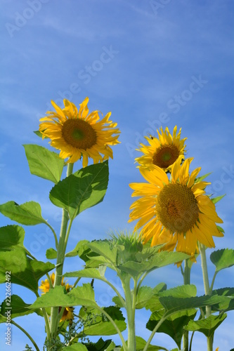 Fototapeta Naklejka Na Ścianę i Meble -  Drei große Sonnenblumen mit viel blauem Himmel
